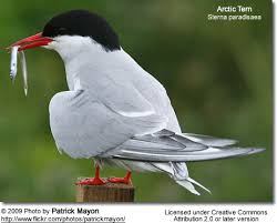 1200 x 1072 jpeg 45 кб. Arctic Terns Beauty Of Birds