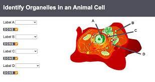Maybe you would like to learn more about one of these? Identify Organelles In An Animal Cell Label A Label B Label C Label D Brainly Com