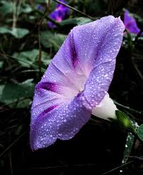We did not find results for: Ipomoea Purpurea Wikipedia