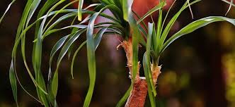 Check spelling or type a new query. Entretien Du Beaucarnea Ou Pied D Elephant Truffaut