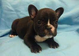 French bulldog puppy care videos. Akc Black Male French Bulldog Puppy Frenchie For Sale In Tucson Arizona Classified Americanlisted Com