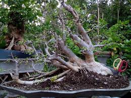 Serut Raft Keraton Art Bonsai Facebook
