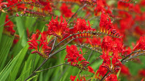 Bloom colors include white, pink, red. Pro Picks For Summer Blooming Bulbs This Old House