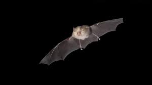 Zusätzlich vermehren sich die viren im körper stärker, ergab eine risikoanalyse des. Dokumentarfilm Uber Ursprung Des Coronavirus Auf Den Spuren Der Fledermaus