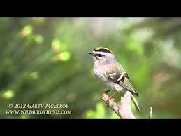 Bird With Feathers On Top Of Head Golden Crowned Kinglet In Maine Watch The Top Of This Little Bird S Head As He Sings Amazing Birds Bird Facts Bird Photo