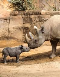 Discover the variety of wildlife polar bears to giraffes feedings and shows guided tours visit us! Zoo Magdeburg Beteiligt Sich Am Welt Nashorntag 2019 Zoologischer Garten Magdeburg