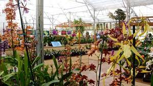 Visit the Akatsuka Orchid Gardens (Volcano, HI)