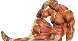هل تعلم كم عدد عضلات جسم الانسان human anatomy statue fictional characters