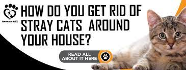 How to get rid of cats humanely. How Do You Get Rid Of Stray Cats Around Your House Detailed Answer