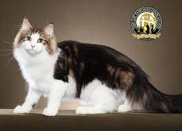 Norwegian forests are a delight to have around too. Norwegian Forest Cat The Cat Fanciers Association Inc