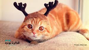 أجمل صور قطط مضحكة 2019 قطط حزينة روعة 3 Cat Wallpaper Cats Funny Hats