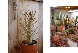 Cactus is a type of plant that can store large amounts of water and survive in extremely hot and dry habitats. Inside Los Angeles Legendary Cactus Store
