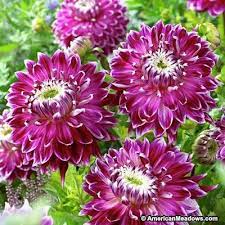 Dinnerplate Dahlia Vancouver American Meadows Dahlia Plant Gifts Bulb Flowers