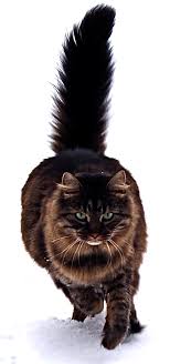 Today it stands out for. Maine Coon Wikipedia