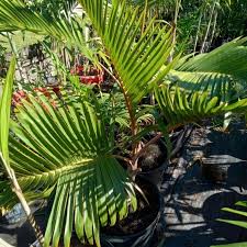 Image result for Acanthophoenix rubra