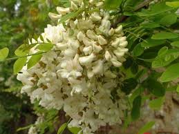 Servono per attirare le mosche per l'impollinazione. Fiori A Grappoli Giallo Verdognoli Piante Grasse Fiori A Grappoli Gialli Verdognoli Mila Parchman
