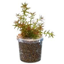 In {year}, it lost 87.5ha of natural forest, . Rotala Mexicana Goias Bund Aquasabi