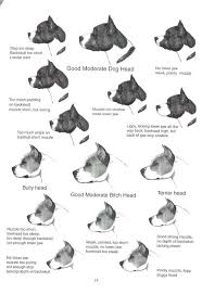 66 Experienced Amstaff Growth Chart