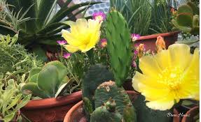 My initial experiments with germinating cacti failed. Creative Fun Facts About The Prickly Pear Cactus Bren Haas