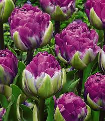 Tulpe Blue Wow 1a Blumenzwiebeln Kaufen Blumenzwiebeln Tulpen Tulpenzwiebeln