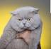 British Shorthair Cat Breed - Facts and Personality Traits ...