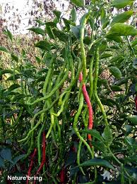 Check spelling or type a new query. Growing Chili Pepper Hot Pepper In Container Chilli Plant