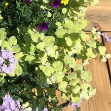 Licorice, (glycyrrhiza glabra), perennial herb of the pea family (fabaceae), and the flavouring, confection, and folk medicine made from its roots. Helichrysum Lemon Licorice Buy Licorice Plant Annuals Online