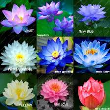 Manfaat bunga telang, mungkin tidak diketahui banyak orang. Bunga Lotus Biru