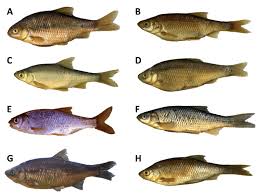 Image result for Rutidea