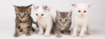 Pet store & pet food concord, nh | laconia pet center. Foster Cats Lifeline Animal Project Share Your Home