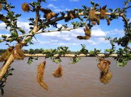 Image result for Crotalaria pallidicaulis