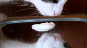 Cats can eat other dead cats but it is mainly female cats after they have giving birth and the kittens are dead, but is has been know for other cats to eat the dead kittens. 18 Beneficial Things About Can Cats Eat Yogurt You Should Not Miss It