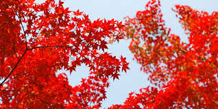 This page contains html code for coloring an element red. The Color Red The Color Of Courage And Action Becky Prater