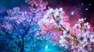 Anime, cherry blossom hd wallpaper is in posted anime category and the its resolution is 3440x2234 px., this wallpaper this wallpaper has been visited 42 times to this day and uploaded this wallpaper on our website at posted on january 31, 2021. Animated Cherry Blossom Tree Wallpaper Cherry Blossom Night Cherry Blossom Tree Background 969x535 Download Hd Wallpaper Wallpapertip