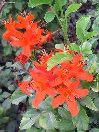 Image result for Tecoma capensis