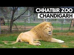 Chhatbir Zoo Chandigarh Famous Place In Chandigarh छतब र च ड य घर Youtube