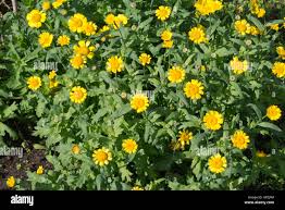 Image result for Glebionis carinata `German Flag`