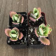 Image result for Kalanchoe daigremontiana