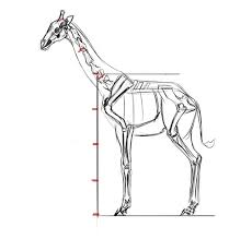 Apprendre à dessiner une girafe. Blyofepczt4kqm