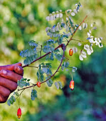 Image result for Rourea coccinea