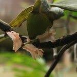 Image result for Diaphananthe bidens