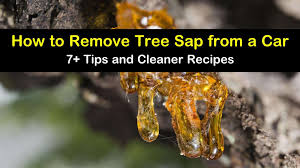 The best way to get it off is to use straight rubbing alcohol with a soft cloth and continuously wipe it until the sap breaks down and comes off. 7 Amazing Ways To Remove Tree Sap From A Car