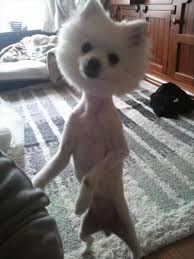 Men are also not inferior to keep a trend or style. 23 Funny Dog Haircuts That Will Make You Laugh Or Cringe