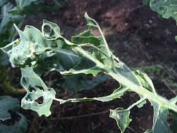 虫食い対策 葉を食べる虫 葉につく虫 原因は 病気との見分け方も紹介
