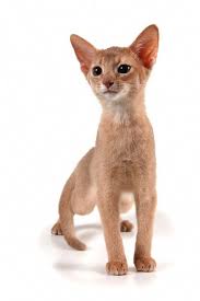 Should i trim the end to encourage it to shed, wait and see if it comes off on it's own, or take her to the vet? Softpaws Faq Cats Can Not Get Infections From Soft Paws Like Humans Can Get From Acrylic Nails Cat S Claws Are Com Cat Shedding Soft Paws Warrior Cats Books