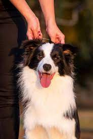 Marty is a handsome border collie/australian cattle dog looking for his forever home. 55 Border Collie Puppies For Sale In Pakistan L2sanpiero