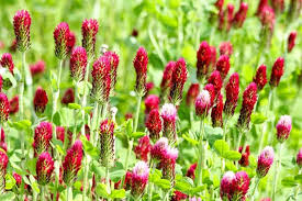 The flower of the clover plant, also called a trefoil plant (not related to danbooru's usage of trefoil). Ultimate Guide To Clover Flowers Trifolium Petal Republic