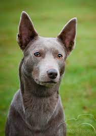 Pin By Brandy Jones On Your Best Friend Australian Kelpie Dog Dog Breeds Australian Kelpie