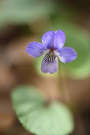 Image result for Viola abyssinica