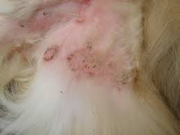 Skin Conditions In Dogs Are They Contagious Canine Skin Solutions
